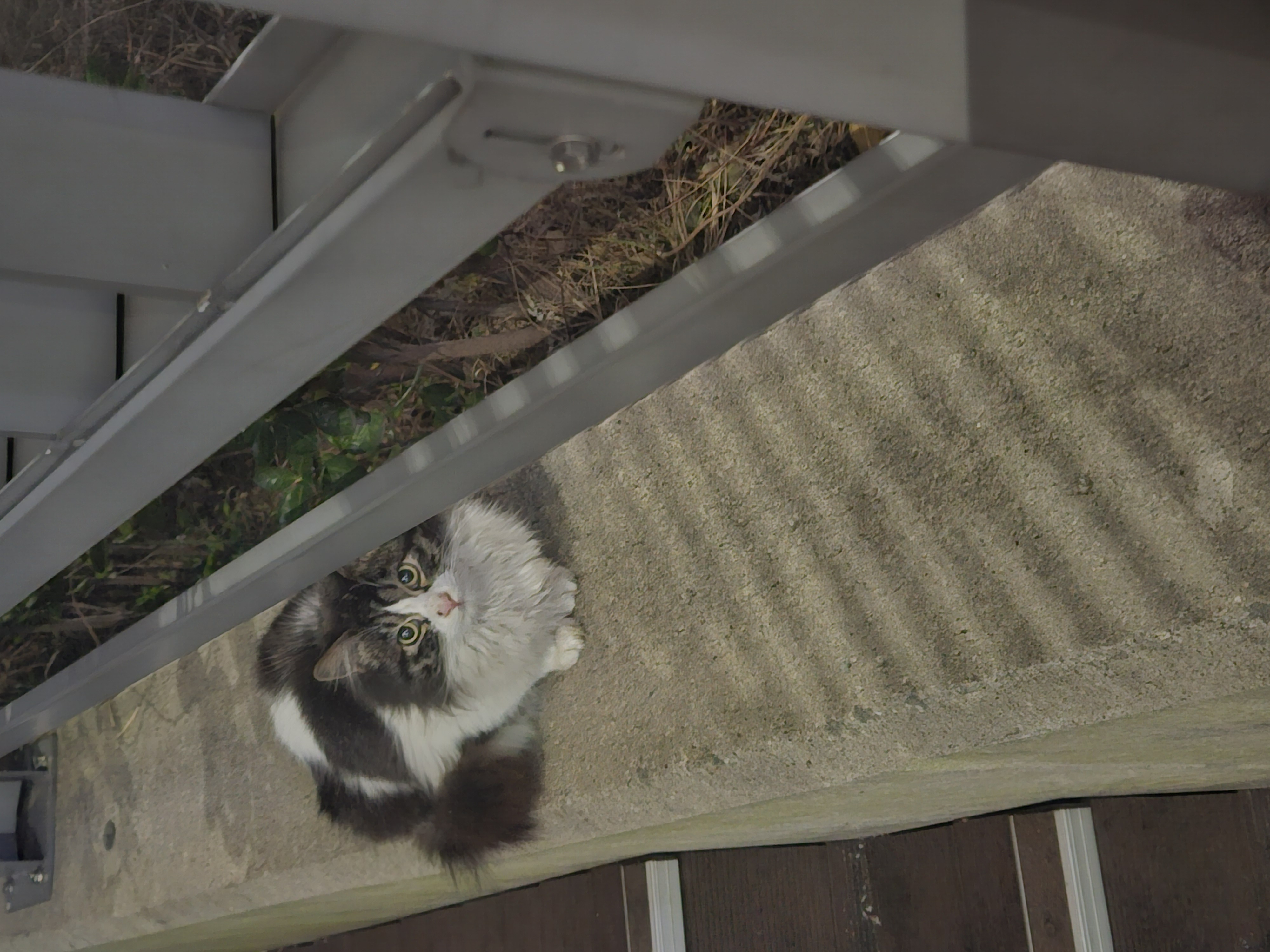 합격 고양이 🐱