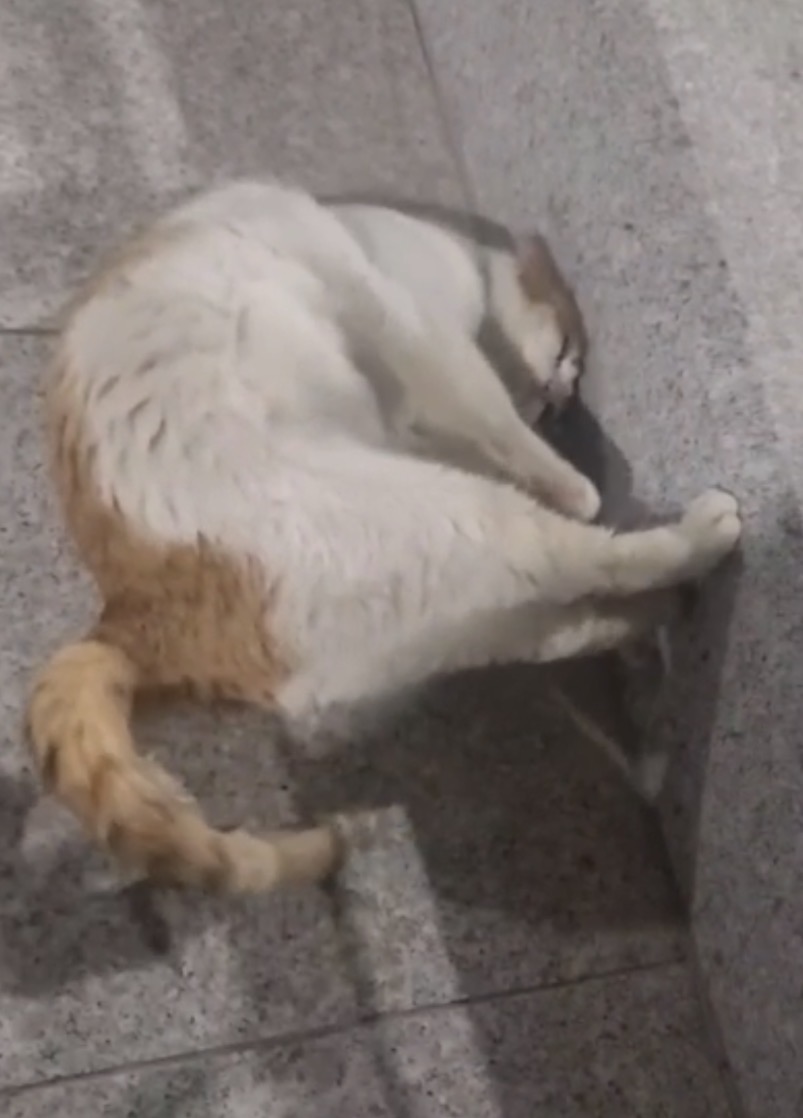 먀오🐈) ㄷㄷㄷ