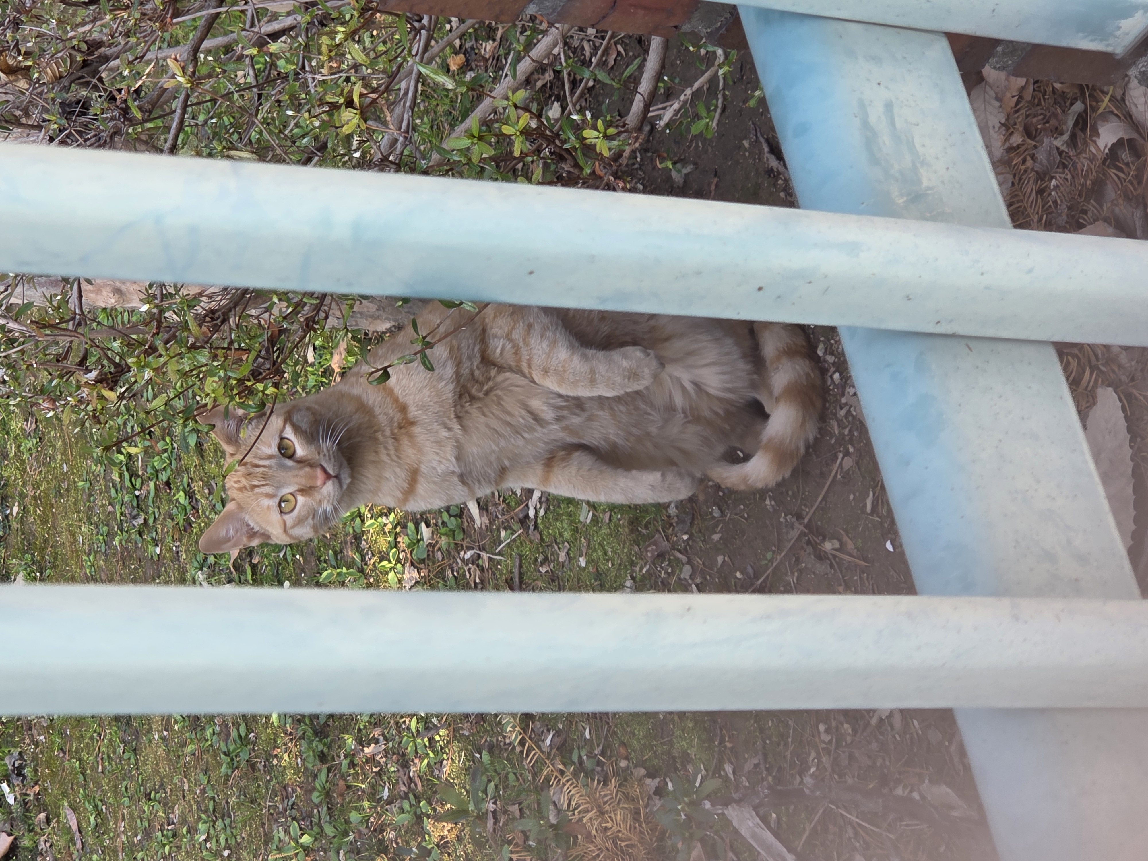 길가다가 고양이찍음