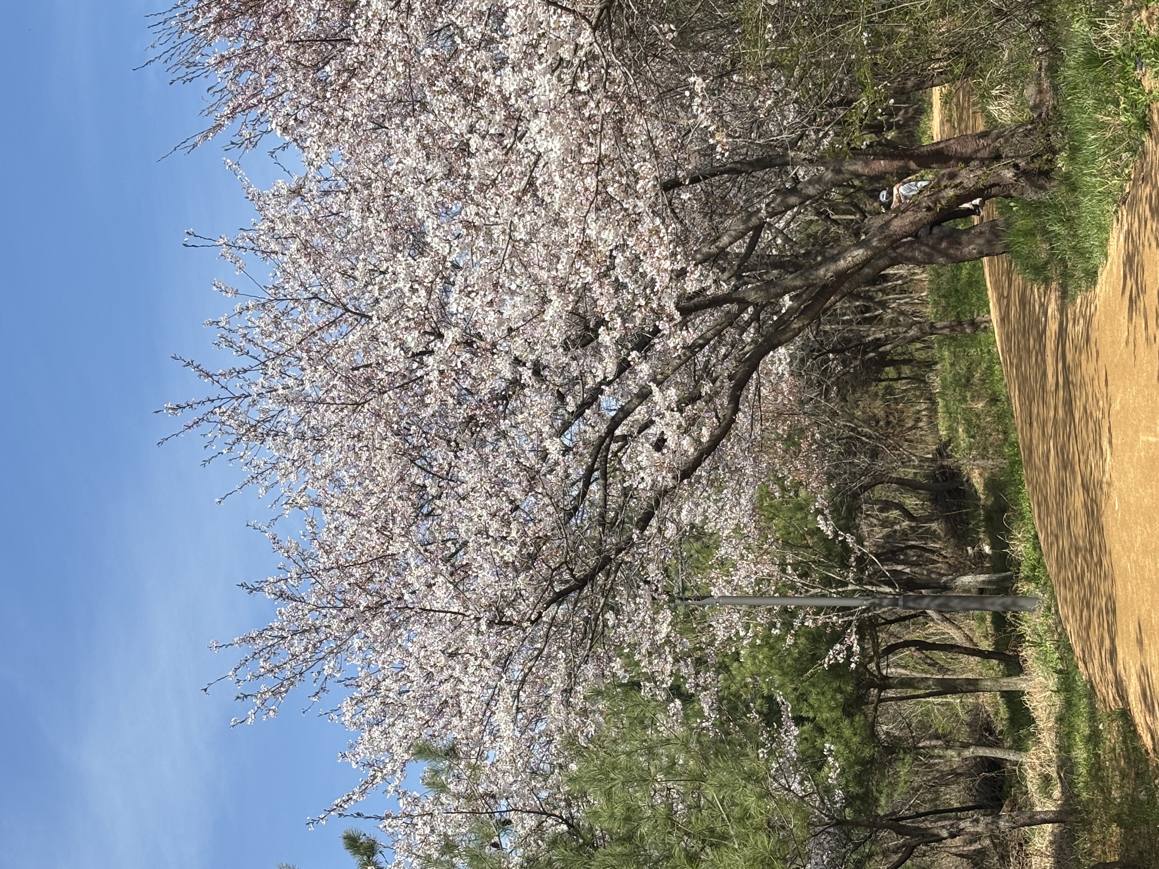 내년엔 벚꽃시즌 맘편하게 즐겨요🌸🌷🌻🌺